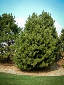 Сосна Чёрная (Pinus Nigra) купить по цене от 270.00р. в интернет-магазине «Посадика» с доставкой почтой в в Опочкае и по всей России – [изображение №1].