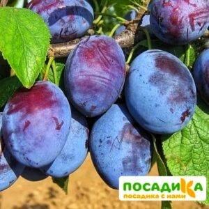 Слива Чачакская ранняя купить по цене от 229.00р. в интернет-магазине «Посадика» с доставкой почтой в в Опочкае и по всей России – [изображение №1].