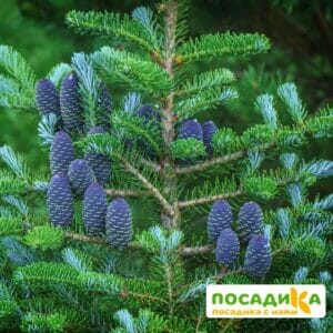 Пихта корейская (Abies koreana) купить по цене от 450.00р. в интернет-магазине «Посадика» с доставкой почтой в в Опочкае и по всей России – [изображение №1].