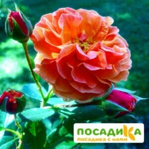 Роза Арабия купить по цене от 350.00р. в интернет-магазине «Посадика» с доставкой почтой в в Опочкае и по всей России – [изображение №1].