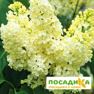 Сирень Примроуз (Primrose) купить по цене от 529.00р. в интернет-магазине «Посадика» с доставкой почтой в в Опочкае и по всей России – [изображение №1].