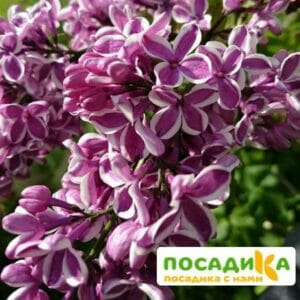 Сирень Сенсация купить по цене от 529.00р. в интернет-магазине «Посадика» с доставкой почтой в в Опочкае и по всей России – [изображение №1].