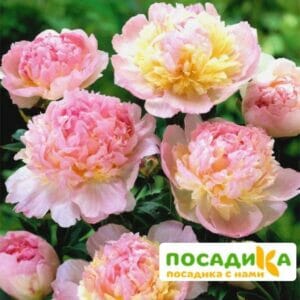 Пион Распберри Сандей (Paeonia Raspberry Sundae) купить по цене от 959р. в интернет-магазине «Посадика» с доставкой почтой в в Опочкае и по всей России – [изображение №1].