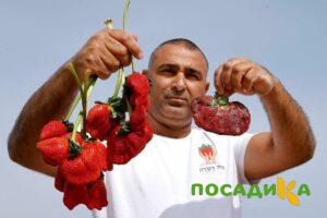 Клубника Гигант Джорнея купить по цене от 266р. в интернет-магазине «Посадика» с доставкой почтой в в Опочкае и по всей России – [изображение №1].