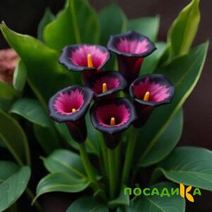Калла Аура Лейс купить по цене от 400р. в интернет-магазине «Посадика» с доставкой почтой в в Опочкае и по всей России – [изображение №1].