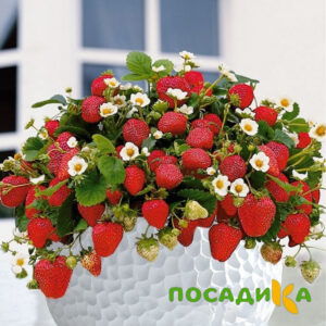 Клубника Рубиновый Шепот (горшечная) купить по цене от 240р. в интернет-магазине «Посадика» с доставкой почтой в в Опочкае и по всей России – [изображение №1].