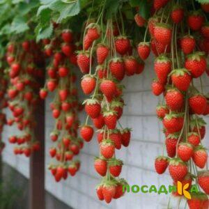 Клубника вьющаяся Комплимент купить по цене от 470р. в интернет-магазине «Посадика» с доставкой почтой в в Опочкае и по всей России – [изображение №1].