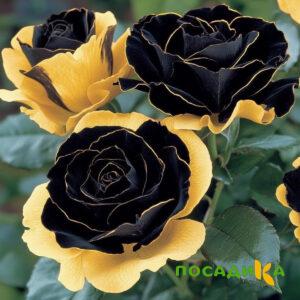 Роза Ханни Сикл купить по цене от 700р. в интернет-магазине «Посадика» с доставкой почтой в в Опочкае и по всей России – [изображение №1].