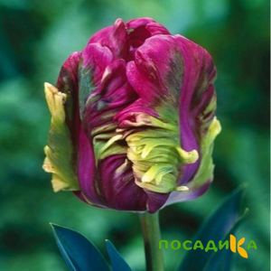 Тюльпан Экзотик Хэвен купить по цене от 186р. в интернет-магазине «Посадика» с доставкой почтой в в Опочкае и по всей России – [изображение №1].