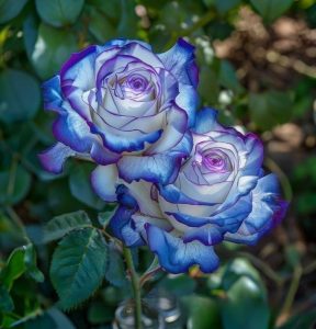 Роза Пэтолз Хоуп купить по цене от 333р. в интернет-магазине «Посадика» с доставкой почтой в в Опочкае и по всей России – [изображение №1].