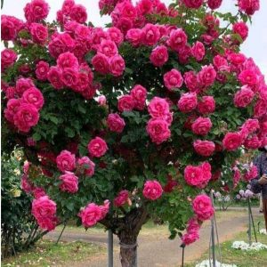 Роза Версаля купить по цене от 232р. в интернет-магазине «Посадика» с доставкой почтой в в Опочкае и по всей России – [изображение №1].