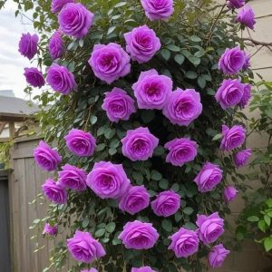 Роза Мистик Уайт купить по цене от 620р. в интернет-магазине «Посадика» с доставкой почтой в в Опочкае и по всей России – [изображение №1].