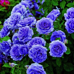 Роза Блю Мун купить по цене от 450р. в интернет-магазине «Посадика» с доставкой почтой в в Опочкае и по всей России – [изображение №1].