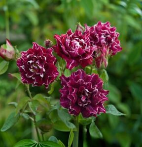 Роза Опаловый Пейзаж купить по цене от 490р. в интернет-магазине «Посадика» с доставкой почтой в в Опочкае и по всей России – [изображение №1].