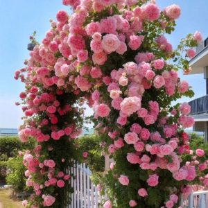 Роза Пастель Розе купить по цене от 605р. в интернет-магазине «Посадика» с доставкой почтой в в Опочкае и по всей России – [изображение №1].