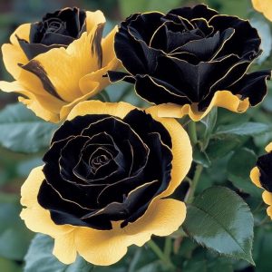 Роза Ханни Сикл купить по цене от 700р. в интернет-магазине «Посадика» с доставкой почтой в в Опочкае и по всей России – [изображение №1].