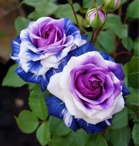 Роза Айвори Каскад купить по цене от 420р. в интернет-магазине «Посадика» с доставкой почтой в в Опочкае и по всей России – [изображение №1].