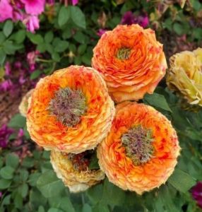 Роза Золотой Мираж купить по цене от 420р. в интернет-магазине «Посадика» с доставкой почтой в в Опочкае и по всей России – [изображение №1].